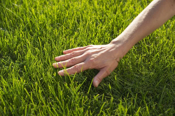 人类手掌触摸草坪草低角度视图 图库照片
