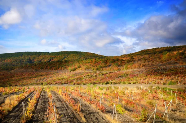 Landscape Green Vineyards Mountains Background — Stock Photo, Image