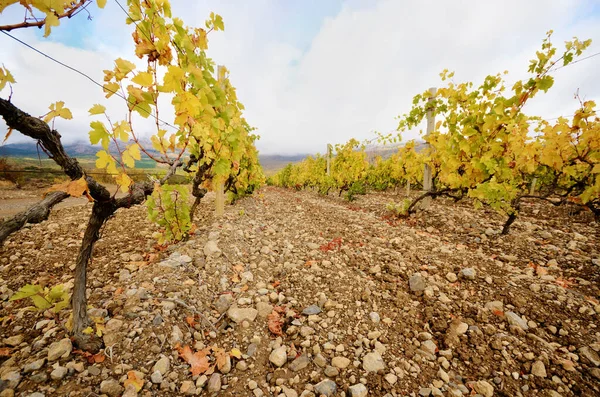 Sunset Vineyard Fall Season Crimea Ukraine — Stock Photo, Image
