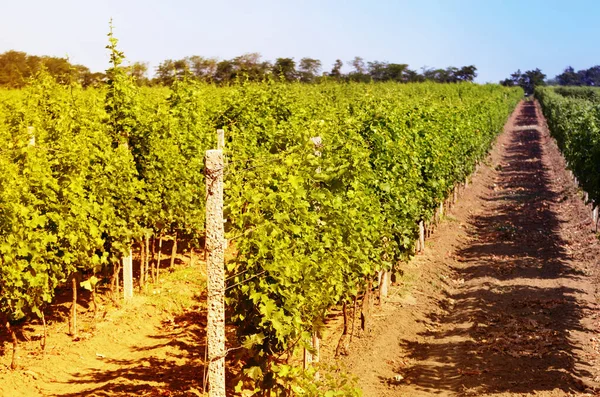 Green Vineyards Landscape Blue Clear Sky — Stock Photo, Image