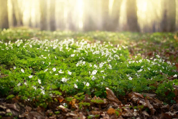 stock image Blooming Snowdrop Anemone flowers under the trees