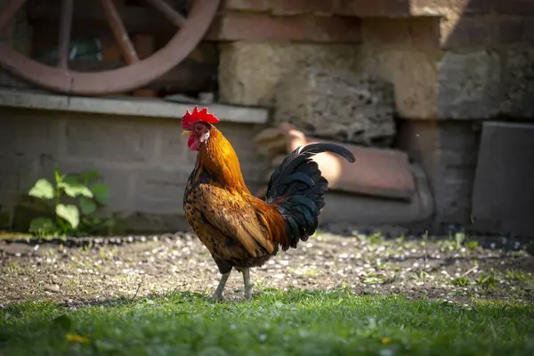 stock image A cock grazing on green backyard grass