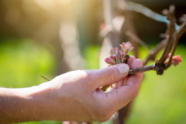 Stock image Caucasian gardener palm with grape vine on backyard background spring time