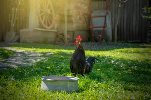 Cock Grazing Green Backyard Grass — Stock Photo, Image