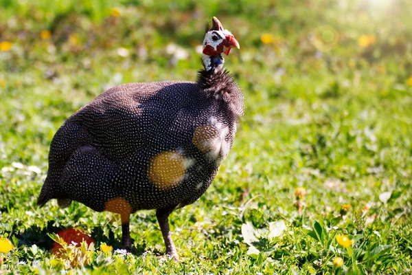 Guinea Fowl Grazing Green Backyard Grass — Stock Photo, Image