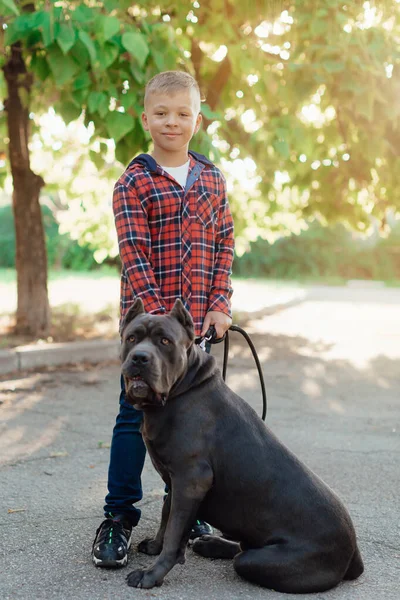 Boldog Fiú Ölelget Egy Nagy Kutyát Szeretetet Szeretetet Háziállatok Barátság — Stock Fotó