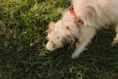 Tasmalı beyaz saçlı, melez, genç bir köpeğin portresi. Arkadaşlık, güven, sevgi kavramı. Mutlu, keyifli ve komik görünüyor. Yakın plan portre