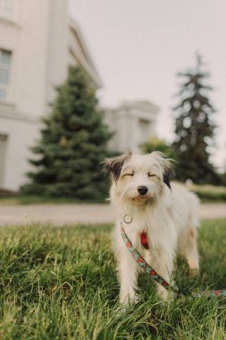 Parklarda yeşil çimlerde yürüyen neşeli, mutlu, küçük bir köpek yavrusu. Web pankartı.