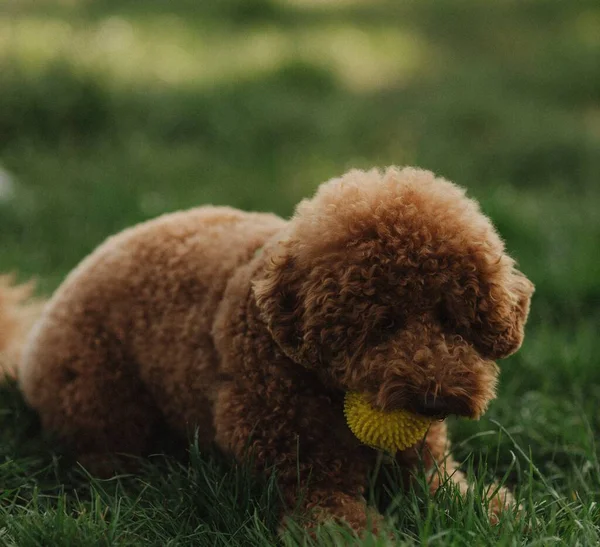 Maltipu Μικρό Σκυλί Κίτρινη Μπάλα Ποζάρει Χαριτωμένο Παιχνιδιάρικο Braun Σκυλάκι — Φωτογραφία Αρχείου