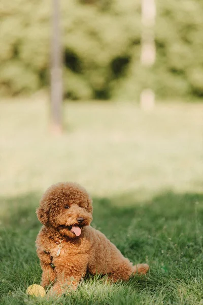Maltipu带着黄色球的小狗摆姿势 在绿草中玩耍的可爱的勇敢的小狗或宠物 运动的概念 宠物的爱 看起来高兴 特写肖像 — 图库照片