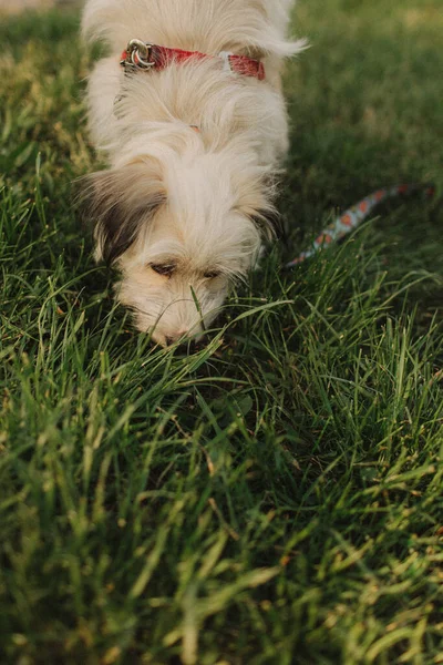 Портрет Дворняги Милой Молодой Собаки Седыми Волосами Воротнике Поводке Понятие — стоковое фото