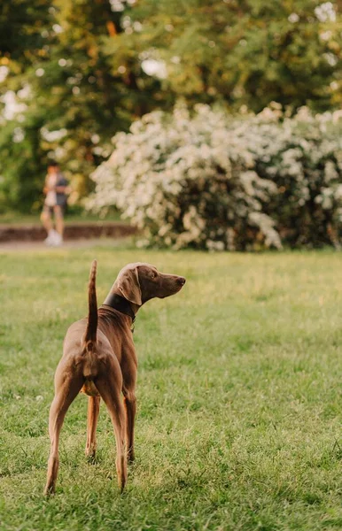 Παιχνιδιάρικο Χαριτωμένο Σκυλί Maltipu Βόλτες Στο Πράσινο Γρασίδι Στα Πάρκα — Φωτογραφία Αρχείου