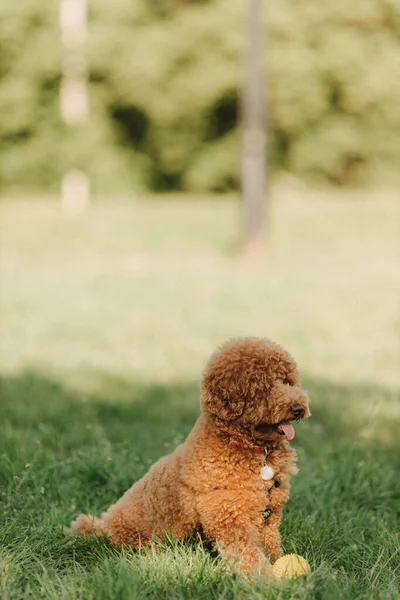 Maltipu Liten Hund Med Gul Boll Poserar Söt Lekfull Braun — Stockfoto