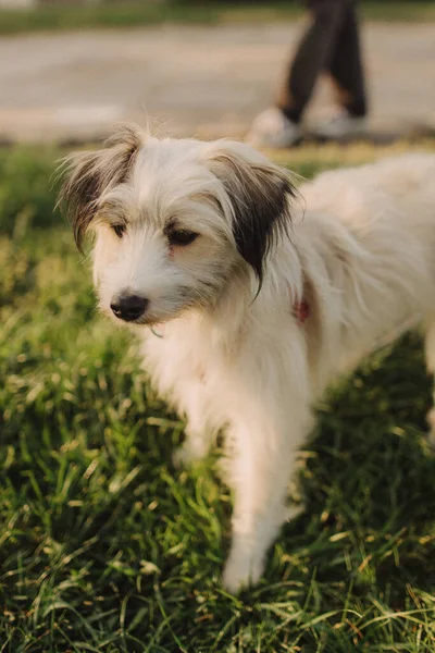 Portrait Mongrel Cute Dog White Hair Collar Leash Concept Friendship — Stock Photo, Image