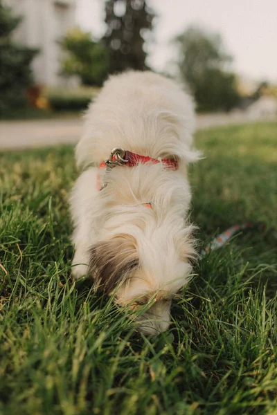 Retrato Cão Bonito Mestiço Com Cabelo Branco Uma Coleira Uma — Fotografia de Stock