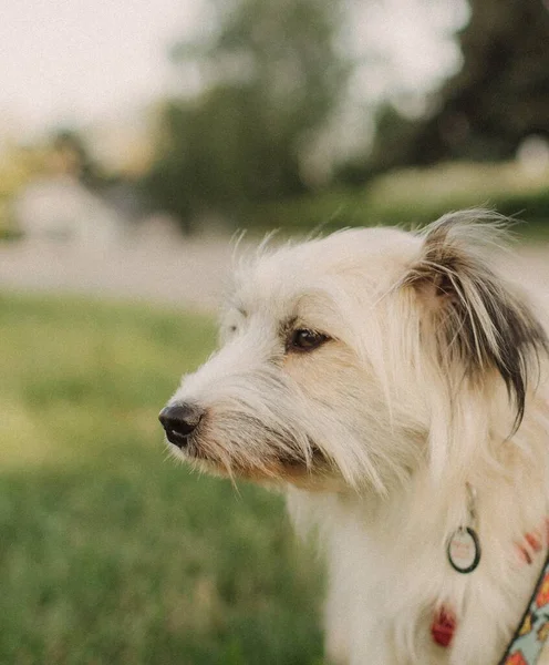 Retrato Cão Bonito Mestiço Com Cabelo Branco Uma Coleira Uma — Fotografia de Stock
