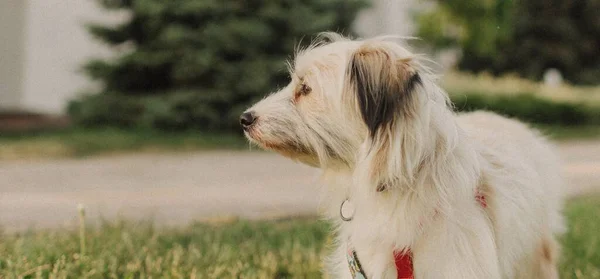 Portrait Mongrel Cute Dog White Hair Collar Leash Concept Friendship — Stock Photo, Image
