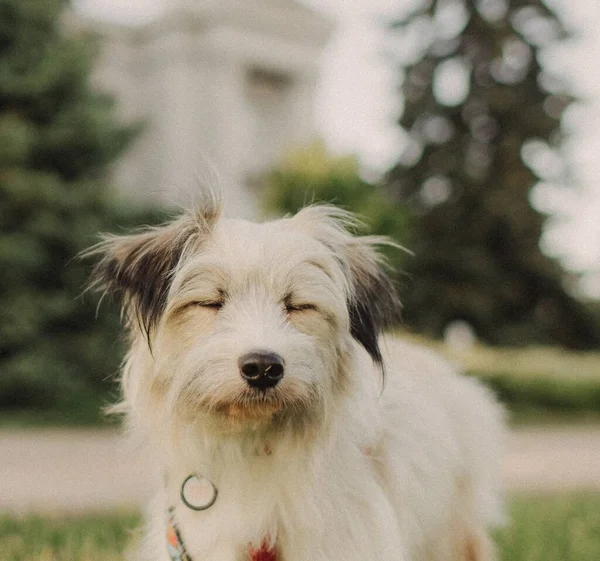 紐の上の襟に白い髪を持つモングレールかわいい犬の肖像画 愛の概念 楽しそうね クローズアップ肖像画 — ストック写真