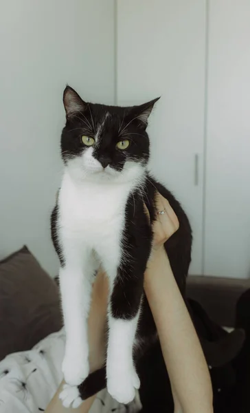Kediler Dost Canlısı Siyah Beyaz Kedi Sahibesinin Kadın Ellerinde — Stok fotoğraf