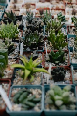 Sokak pazarında satılık saksılarda sulu bitkiler ve kaktüsler. Bulanık arka plan. Yakın plan. Seçici odak.