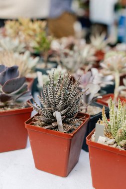 Sokak pazarında satılık saksılarda sulu bitkiler ve kaktüsler. Bulanık arka plan. Yakın plan. Seçici odak.