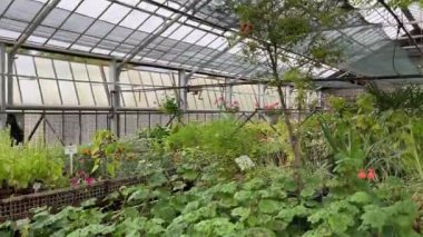 Sebzeli Beyaz Büyük Sera. Büyük bir sera binasının içinde yetiştirilmiş bitki tarlaları. Büyüme ve Toplama Ticari Mallar Satışı. Sebzeleri Glasshouse 'da Ekle ve Seç