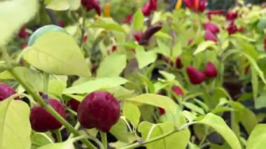 Bitkinin üzerinde kırmızı dolmalık biberler asılı. Çiftlikte büyüyen dallarda su damlaları olan paprika. Organik eko sebzeler.