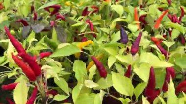 Bitkinin üzerinde kırmızı dolmalık biberler asılı. Çiftlikte büyüyen dallarda su damlaları olan paprika. Organik eko sebzeler.