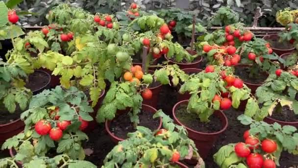 Dojrzałe Pomidory Rosnące Szklarni Świeża Paczka Czerwonych Naturalnych Pomidorów Gałęzi Filmiki Stockowe bez tantiem