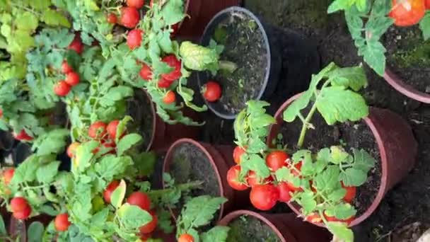 Serada Yetişen Olgun Domates Bitkisi Organik Sebze Bahçesindeki Bir Dalda — Stok video