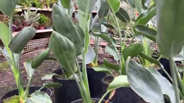 Estufa Grande Branca Com Legumes Fileiras Plantas Cultivadas Dentro Grande — Vídeo de Stock