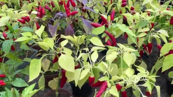 赤い熟したベルペッパーが植物にぶら下がっています パプリカは 農場で育っている枝に水が落ちる オーガニックエコ野菜 — ストック動画