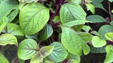 Sebzeli Beyaz Büyük Sera. Büyük bir sera binasının içinde yetiştirilmiş bitki tarlaları. Büyüme ve Toplama Ticari Mallar Satışı. Sebzeleri Glasshouse 'da Ekle ve Seç