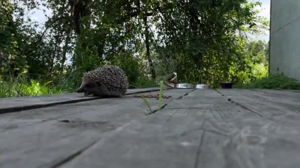 Prickly Hedgehog Veranda Green Grass Concept Wild Animals Rural Life — Stock Video