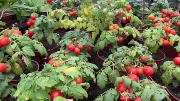 Dojrzałe Pomidory Rosnące Szklarni Świeża Paczka Czerwonych Naturalnych Pomidorów Gałęzi Wideo Stockowe