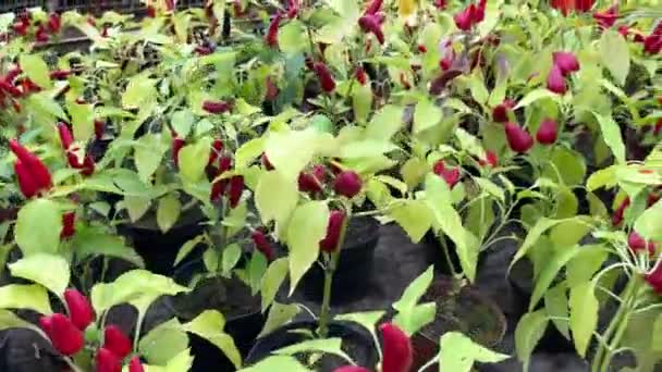 Rostlině Visí Zralá Paprika Paprika Kapkami Vody Větvích Rostoucích Farmě — Stock video