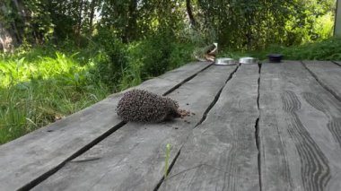 Yeşil çimenleri olan bir verandada dikenli bir kirpi. Kırsal yaşamda vahşi hayvan kavramı.