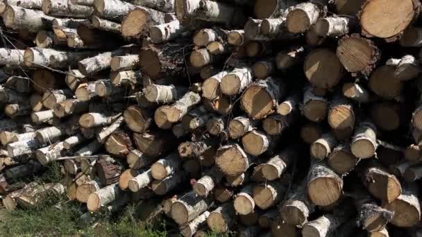 Trästockar Med Skog Bakgrunden Trädstammar Som Huggits Och Staplats Förgrunden — Stockvideo