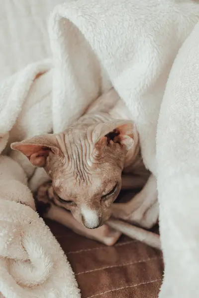 A bald cat of the Sphynx breed He warms himself at home under a warm blanket. Pedigree pet care concept. Photo for a veterinary clinic or pet supply store.