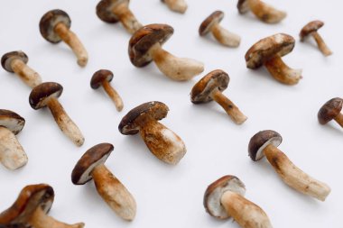 Hafif arka planda Polonya mantarı. Uzayı kopyala Üst Manzara. Organik orman yiyeceği, yenilebilir taze Porcini mantarı. Sonbahar hasat konsepti. Mantar toplama.