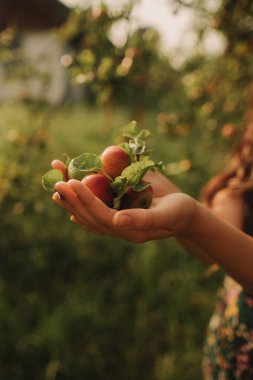 Kapatın ellerinizi, elmalarınızı yeşil bir zeminde tutun. Dişi organik çiftçi, eko-çiftliğindeki hasattan dolayı seviniyor. Yeşil turizm kavramı, yavaş yaşam, bahçıvanlık, çevre dostu. Dizinin bir parçası.