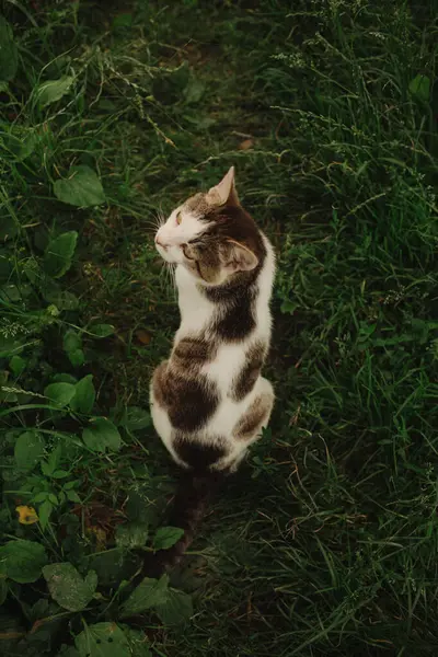 Bir Evcil Kedi Yeşil Çimlerde Yatıyor Soysuz Bir Kedi Bulanık Stok Resim