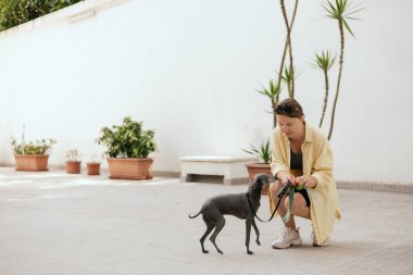Köpeğinin arkasını temizleyen sorumluluk sahibi bir kadına yaklaş. Sahibi hayvanının arkasını temizliyor. Dostluk, yürüyüş, evcil hayvanlar. İtalyan tazısı. dizinin bir parçası.