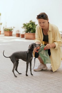Köpeğinin arkasını temizleyen sorumluluk sahibi bir kadına yaklaş. Sahibi hayvanının arkasını temizliyor. Dostluk, yürüyüş, evcil hayvanlar. İtalyan tazısı. dizinin bir parçası.