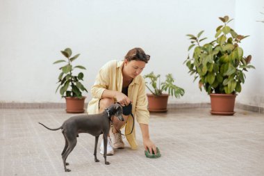 Köpeğinin arkasını temizleyen sorumluluk sahibi bir kadına yaklaş. Sahibi hayvanının arkasını temizliyor. Dostluk, yürüyüş, evcil hayvanlar. İtalyan tazısı. dizinin bir parçası.