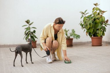Köpeğinin arkasını temizleyen sorumluluk sahibi bir kadına yaklaş. Sahibi hayvanının arkasını temizliyor. Dostluk, yürüyüş, evcil hayvanlar. İtalyan tazısı. dizinin bir parçası.