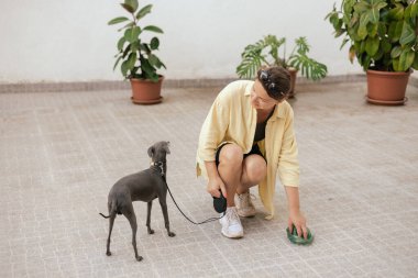 Köpeğinin arkasını temizleyen sorumluluk sahibi bir kadına yaklaş. Sahibi hayvanının arkasını temizliyor. Dostluk, yürüyüş, evcil hayvanlar. İtalyan tazısı. dizinin bir parçası.