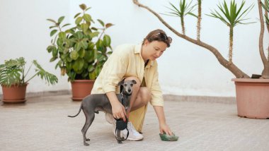 Köpeğinin arkasını temizleyen sorumluluk sahibi bir kadına yaklaş. Sahibi hayvanının arkasını temizliyor. Dostluk, yürüyüş, evcil hayvanlar. İtalyan tazısı. dizinin bir parçası.