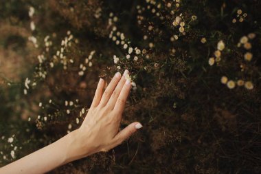 Kadının eli yabani çiçeklere dokunuyor. Çevre ve çevre bakımı kavramı. İnsanlar Dünya gezegenini sever ve ormanların yok oluşunu durdurur.
