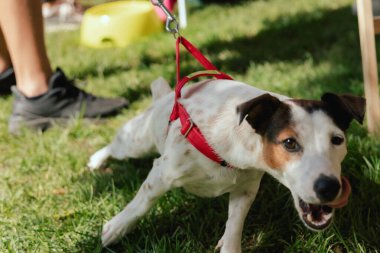 An obedient dog lies on the grass at the feet of its owner. Pure Bred Dog Jack Russell Terrier on the World Dog Show. Friendship, walk, pets. Part of the series. clipart